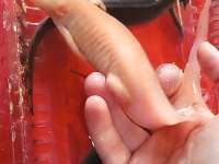 5 Axolotl (Tane Fiyatı)