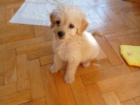 Eğitimli Teacup Maltipoo