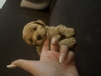 Dişi Toy Poodle Bebek Ailesini Arıyor
