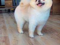 Pomeranian Ayı Yüz