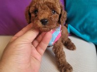 EVİN NEŞESİ POODLE BEBEKLERİMİZ