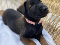 Belçika malinois yavruları