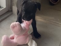 Cane corso yavru köpek