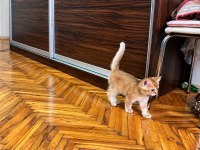 NY11 Golden Shaded Erkek Yavru Son Kedimiz
