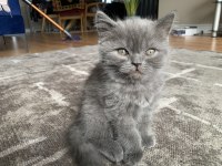 2 Aylık Safkan British Shorthair Yuva Arıyor