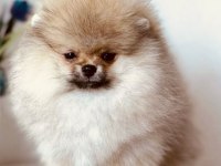 POMERANİAN BOO ERKEK YAVRULAR