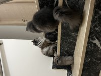 British longhair kedimiz