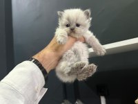 KOCA KAFA BRİTİSH YAVRULARIMIZ AA KALITE SAFKANDIR