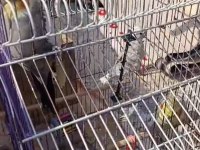 Son bir takım sultan ve yavrusu