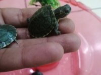 Bebek Su Kaplumbağaları