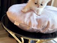 Show Face Exotic Shorthair Pofuduk kız