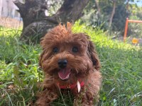 4 aylık toy poodle