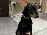 3.5 aylık dişi doberman yavrumuz
