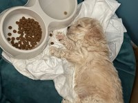 2 aylık toy poodle