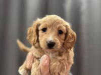 Bebek yüz maltipoo yavrular