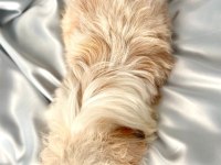 tuvalet eğitimli shih-tzu (şitzu)