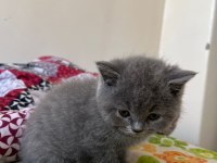 50 günlük british shorthair gri yavrularımız