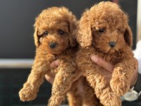 Petmode köpek çiftliğinde ziyarete açık toy poodle