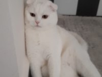 2 yaşında scottish fold oğlum