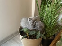 British shorthair dişi 1 aylık