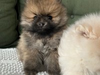 Pomeranian yavrularımız
