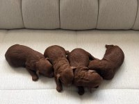 ANNE ALTINDA TOY BOY RED BROWN POODLE SAĞLIK VE IRK GARANTİ