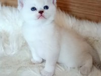 Silver ve silver point iki dişi yavru british shorthair