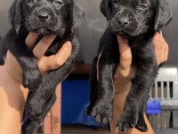 Labrador bebeklerimiz