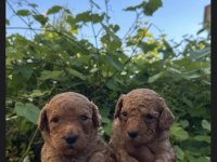RED MİNİ POODLE YAVRULAR