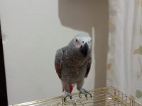 Red faktör jako papağanı