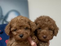 Oyuncak surat poodle yavrular