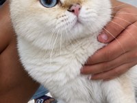 CİRO erkek kedi british shorthair blue golden