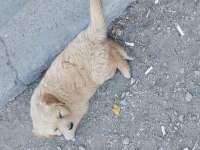 Gülen yüz golden retriever yavrumuz