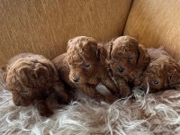 Toy poodle yavrular