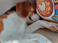 2 Yaşında Sağlıklı Erkek Beagle Sahiplendirilecek