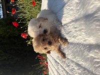 Maltipoo erkek yavrular