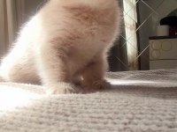 Biri balmı dedi british shorthair
