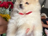 Pomeranian boo köpeği