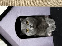 scottish fold