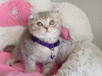 Lilac Tabby scotısh fold beneğim 