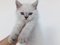 Blue Point Erkek Yavru British Shorthair