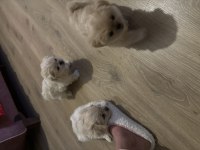 Pamuk pekinez köpekler