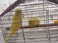 LUTİNO HAZIR ÇİFT SARI PAPATYA KUŞLAR