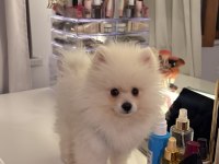3 Aylık Pomeranian Erkek Yavru
