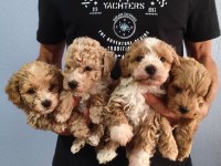 Maltipoo Kalite Yavrular Irk Sağlık Garantili