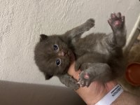 Çikolata & Çikolata Bicolor British Shorthair