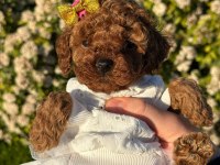 En küçük boy toy poodle yavrularım