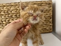 Şecereli Exotic Shorthair Bebekler