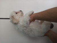 Saf Maltese Terrier Yavruları