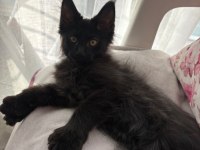 Son kalan 7 parmak erkek maine coon